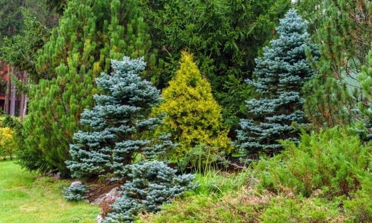 How To Choose The Best Conifers And Gardens In Germany? Conifers And Gardens